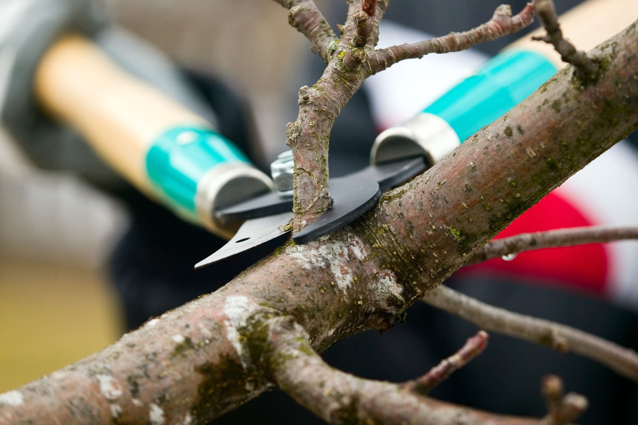 Rising to the Challenge: Tall Tree Trimming Mastery Unleashed