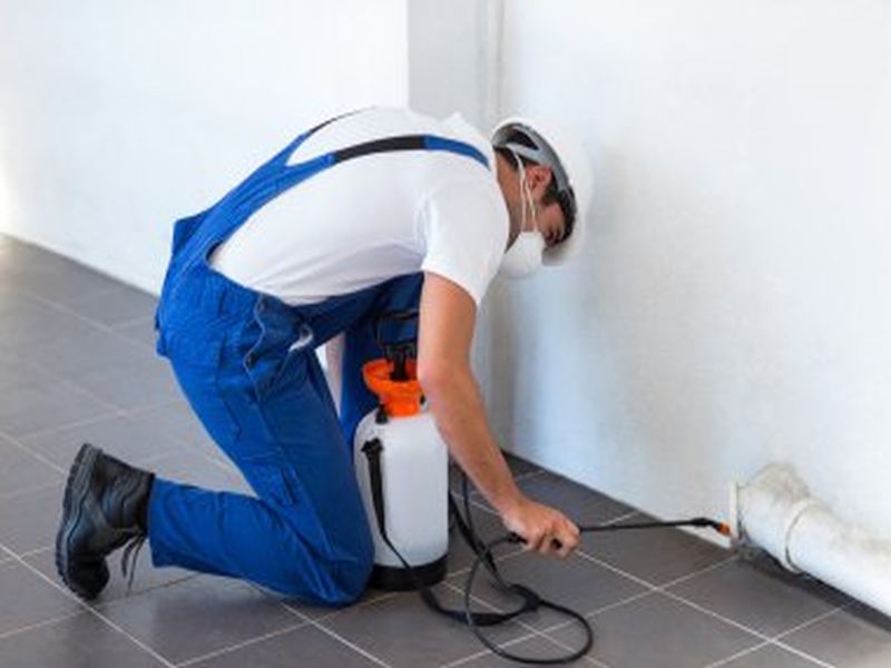 Pest Control Sydney: How to Prevent Pest Infestations in Commercial Buildings