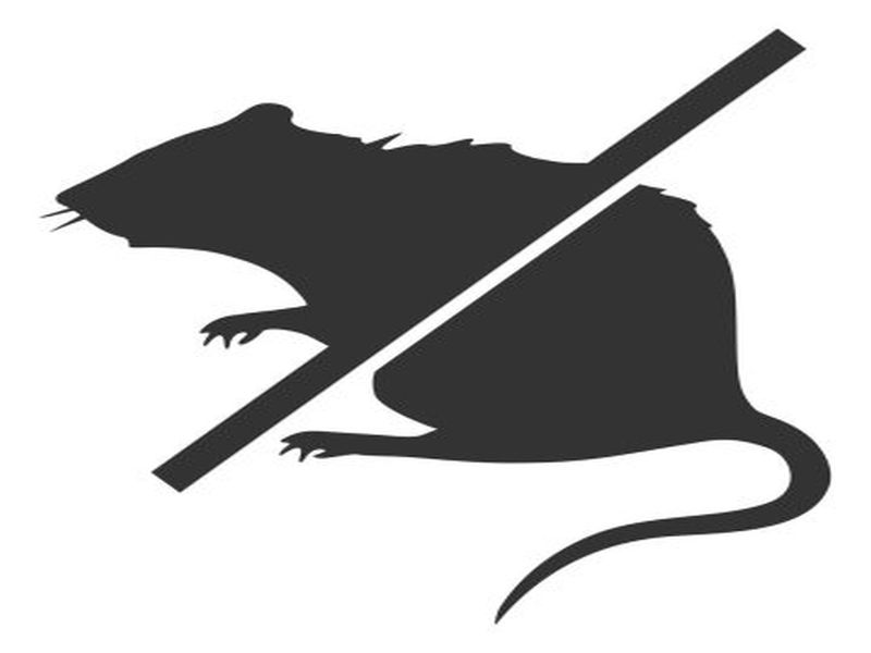 Winning the War Against Rats: Pest Control Success